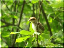 ОРНИТОЛОГИЧЕСКИЕ НОВОСТИ С УЧЕТНОГО МАРШРУТА НА ЯЙЛИНСКОЙ ТЕРРАСЕ И НЕ ТОЛЬКО. Выпуск 6. 2017.