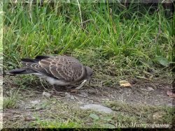 "Орнитологические наблюдения на Яйлинской террасе и не только"