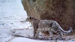 XI Добровольческая экспедиция "По следам снежного барса"