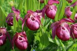 Башмачок крупноцветковый (Венерин башмачок крупноцветковый), Cypripedium macranthon Sw. - Фото - В. Лотов