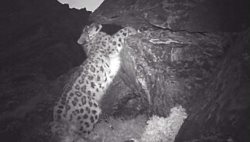 Более 60 петель и 15 капканов изъяты у браконьеров в местах обитания снежного барса