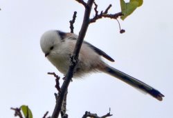 ОРНИТОЛОГИЧЕСКИЕ НОВОСТИ С УЧЕТНОГО МАРШРУТА НА ЯЙЛИНСКОЙ ТЕРРАСЕ И НЕ ТОЛЬКО. Сентябрь 2021