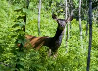 Жизнь заповедного кордона. Кордон Кокши. Маралушка
