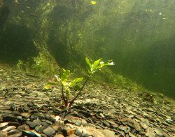 Подводный мир заповедного озера. Время тёмной воды