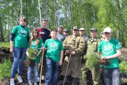 "Посади свой кедр!"