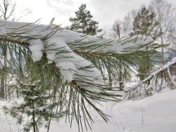 Жизнь заповедного кордона. Зимние обходы. Основная часть озера в окрестностях кордона замёрзла.
