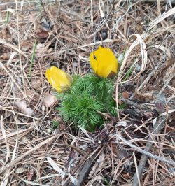 Фенологические заметки. Пестрая весна