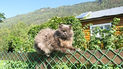 Мохнатый старожил заповедного кордона Байгазан или старейший житель из семейства четвероногих.