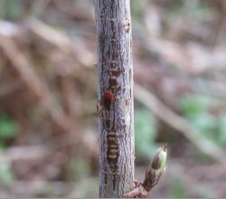 Внимание, клещ!