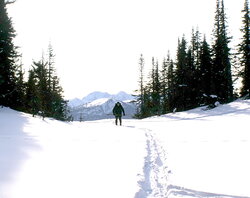 Winter mammal route census underway at the Altaiskiy Reserve 