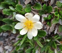 Фенологические заметки. Контрастный июнь