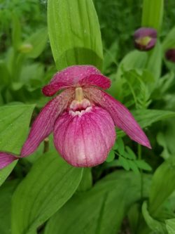 В Алтайском заповеднике зацвёл один из самых изящных и необыкновенных цветов Сибири