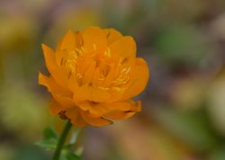 В Алтайском заповеднике вновь зацвели огоньки