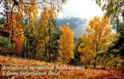 В день работников Леса рассказываем о том, как сохранением леса занимаются в Алтайском заповеднике