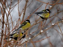 ОРНИТОЛОГИЧЕСКИЕ НОВОСТИ С УЧЕТНОГО МАРШРУТА НА ЯЙЛИНСКОЙ ТЕРРАСЕ И НЕ ТОЛЬКО. Март 2022
