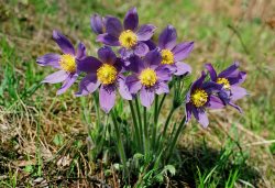 С праздником весны!