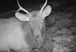 Марал с необычными рогами, выдра и другие новости с фотоловушек