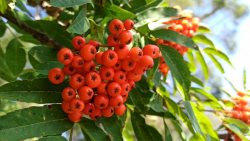 Приглашаем принять участие в проведении ежегодного Единого фенологического дня – 15 сентября