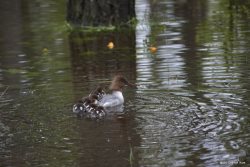 «Жизнь заповедного кордона» и «Жизнь в заповедных экспедициях» - рубрики с такими названиями появились на страницах Алтайского заповедника в сети Интернет.