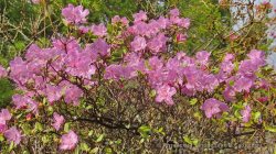Pink inspiration:  how Rhododendron makes The Altai Mountains even more beautiful 