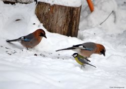 ОРНИТОЛОГИЧЕСКИЕ НОВОСТИ С УЧЕТНОГО МАРШРУТА НА ЯЙЛИНСКОЙ ТЕРРАСЕ И НЕ ТОЛЬКО. Февраль 2021