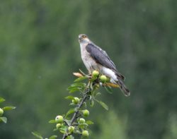 ОРНИТОЛОГИЧЕСКИЕ НОВОСТИ С УЧЕТНОГО МАРШРУТА НА ЯЙЛИНСКОЙ ТЕРРАСЕ И НЕ ТОЛЬКО. Июль 2022