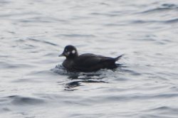 ОРНИТОЛОГИЧЕСКИЕ НОВОСТИ С УЧЕТНОГО МАРШРУТА НА ЯЙЛИНСКОЙ ТЕРРАСЕ И НЕ ТОЛЬКО. Каким был первый месяц весны