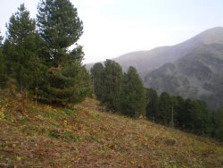 21 марта - международный день лесов