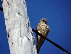 ОРНИТОЛОГИЧЕСКИЕ НОВОСТИ С УЧЕТНОГО МАРШРУТА НА ЯЙЛИНСКОЙ ТЕРРАСЕ И НЕ ТОЛЬКО. Апрель 2019