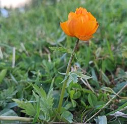 Фенологические заметки. На закате лета