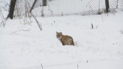 Лиса зимовала на кордоне Алтайского заповедника из-за сильных морозов