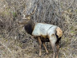 На заповедных берегах. Создан новый фильм о животном мире Алтайского заповедника