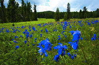 The Magic World of Altai 