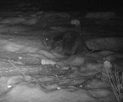 В Алтайском заповеднике фоторегистратор зафиксировал речного бобра