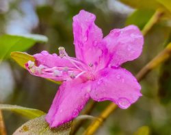 В Алтайском заповеднике зацвёл маральник!