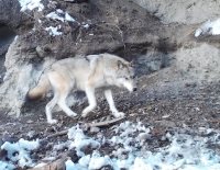 Заметки териолога. Хищники на солонцах
