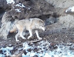 Заметки териолога. Хищники на солонцах