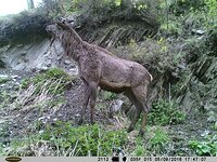 Заметки териолога. Конец весны, начало лета.