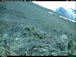 Получены новые видео-ролики со снежным барсом