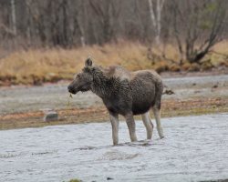Лосёнок нашёл спасение на заповедной территории