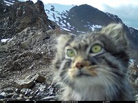 Обитатели высокогорий Алтайского заповедника. Новые кадры фотоловушек.