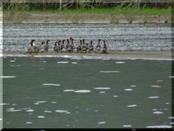 ОРНИТОЛОГИЧЕСКИЕ НОВОСТИ С УЧЕТНОГО МАРШРУТА НА ЯЙЛИНСКОЙ ТЕРРАСЕ И НЕ ТОЛЬКО. Выпуск №11