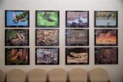 Фотовыставка "Живая природа Алтая - 2019" начала свою работу!