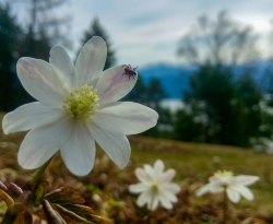 Экология и интересные факты из биологии иксодовых клещей