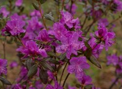 Каким был май в Алтайском заповеднике. Фото летопись Сергея Усика