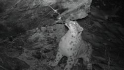 Самка ирбиса с котятами, возможно, обитает в долине Аргута на Алтае