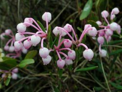 Заметки дендролога. Подбел многолистный, андромеда.