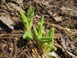 Фенологические заметки. Пробуждение мира растений в Алтайском заповеднике