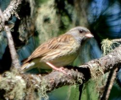 ОРНИТОЛОГИЧЕСКИЕ НОВОСТИ С УЧЕТНОГО МАРШРУТА НА ЯЙЛИНСКОЙ ТЕРРАСЕ И НЕ ТОЛЬКО. Июнь 2022