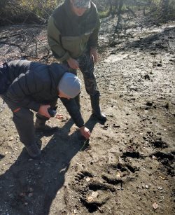 Пункт реабилитации медвежат-сирот появится в Алтайском заповеднике